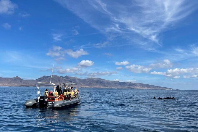 1-5-hour-dolphin-and-whale-watching-tour