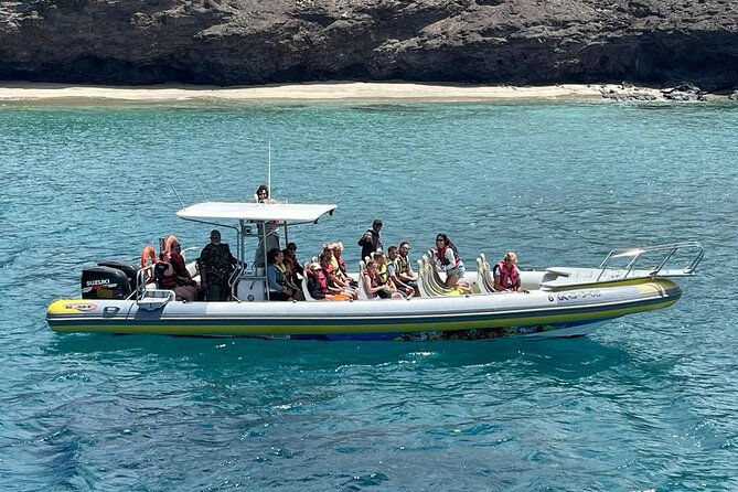 1-5-hour-dolphin-and-whale-watching-tour