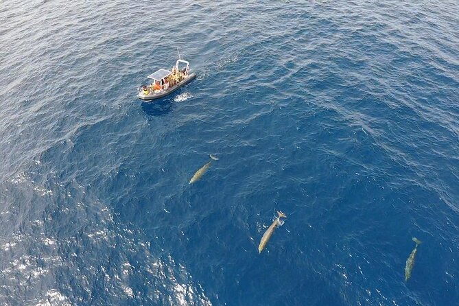 1-5-hour-dolphin-and-whale-watching-tour