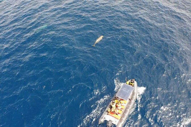 1-5-hour-dolphin-and-whale-watching-tour