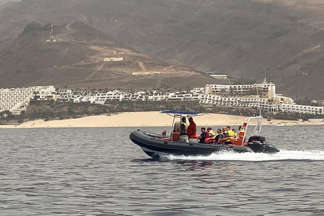 1-5-hour-dolphin-and-whale-watching-tour