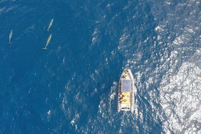 1-5-hour-dolphin-and-whale-watching-tour