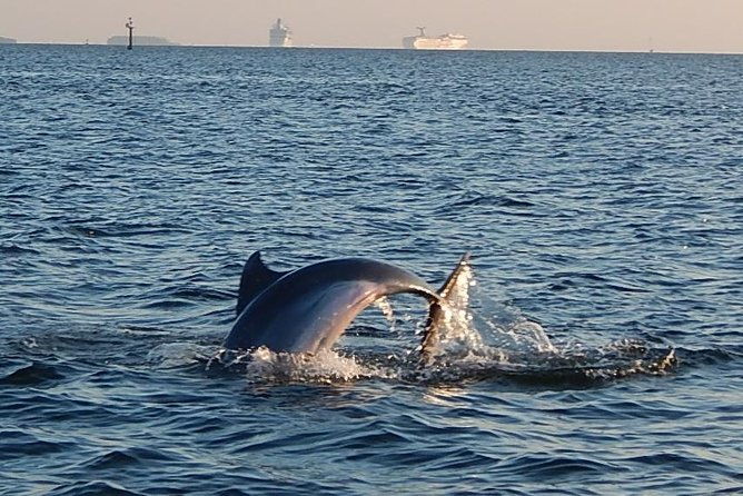 1-5-hour-dolphin-sightseeing-cruise-from-tampa-2