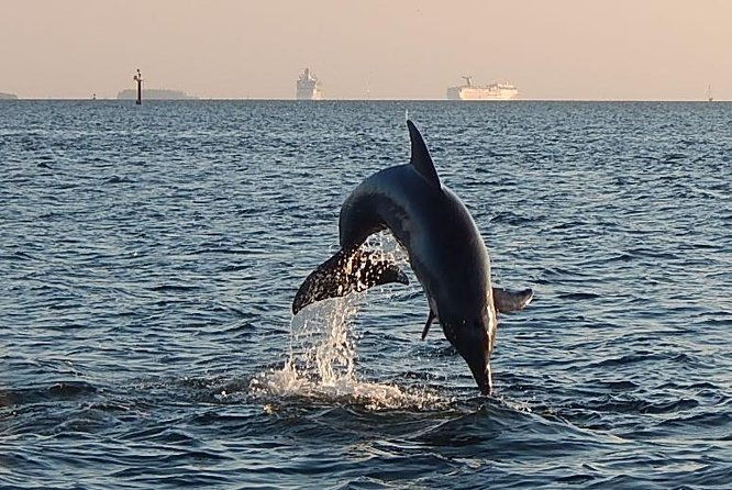 1-5-hour-dolphin-sightseeing-cruise-from-tampa-2
