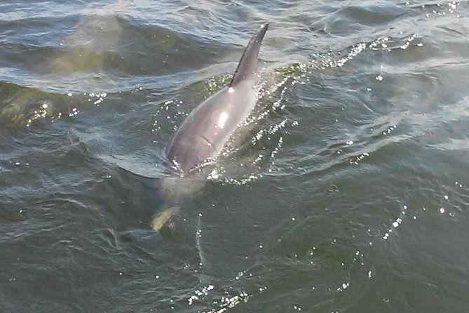 1-5-hour-dolphin-sightseeing-cruise-from-tampa-2