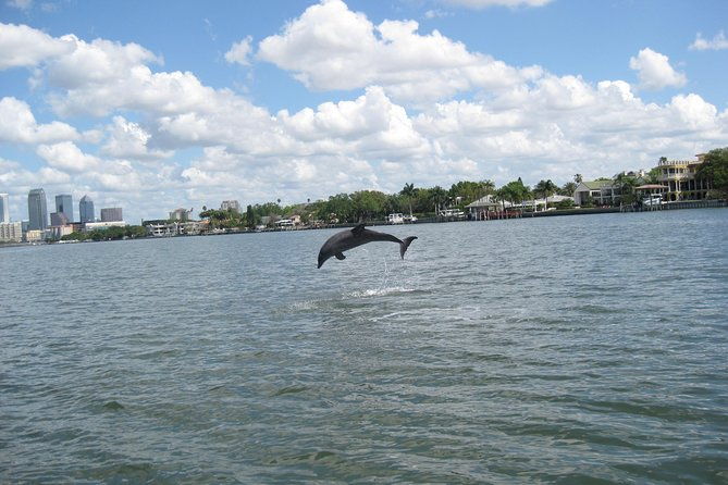 1-5-hour-dolphin-sightseeing-cruise-from-tampa-2