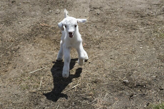 1-5-hour-immersive-farm-experience-in-adirondacks