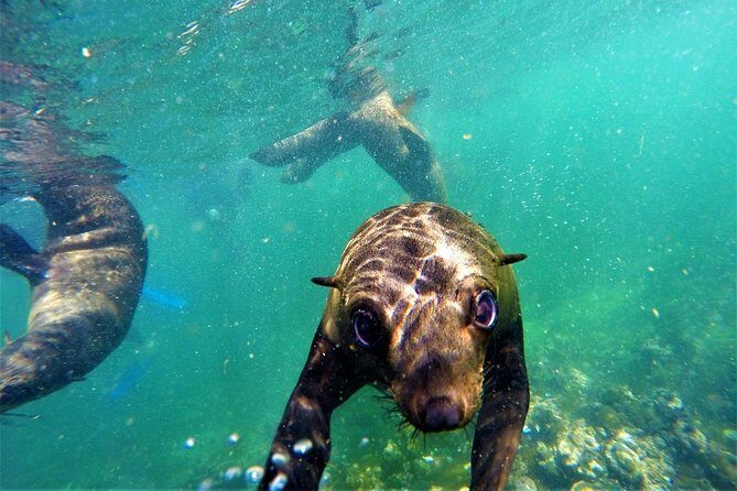 1.5-Hour Seal Viewing Boat Tour in Plettenberg Bay - What to Expect from the Experience