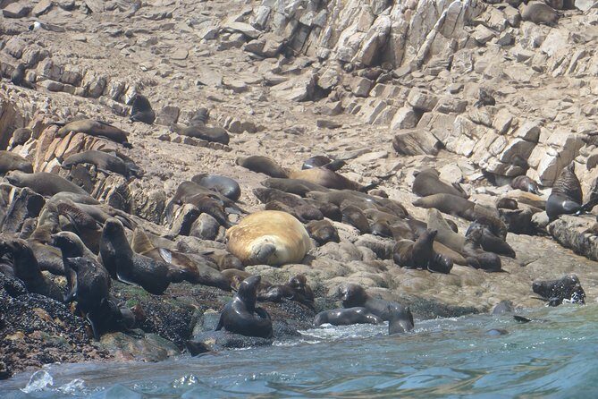1.5-Hour Seal Viewing Boat Tour in Plettenberg Bay - Potential Drawbacks