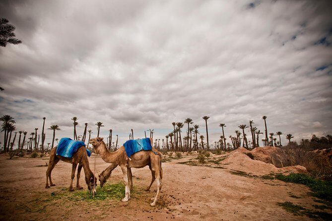 1.5-Hour Small-Group Camel Ride Excursion to Palm Grove from Marrakech - What to Expect from This Camel Ride Tour