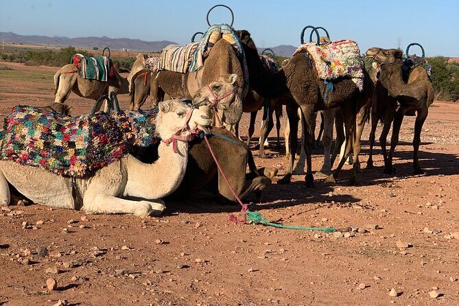 1.5-Hour Small-Group Camel Ride Excursion to Palm Grove from Marrakech - The Sum Up: Who Should Consider This Tour?
