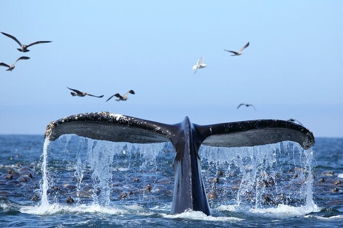 1-5-hour-whale-watching-cruise-with-transportation-2