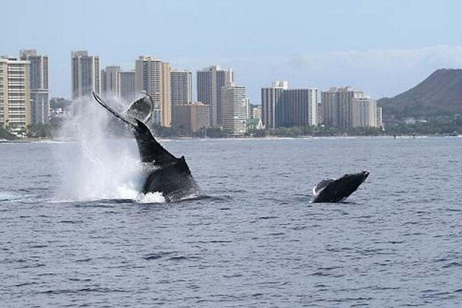 1-5-hour-whale-watching-cruise-with-transportation-2