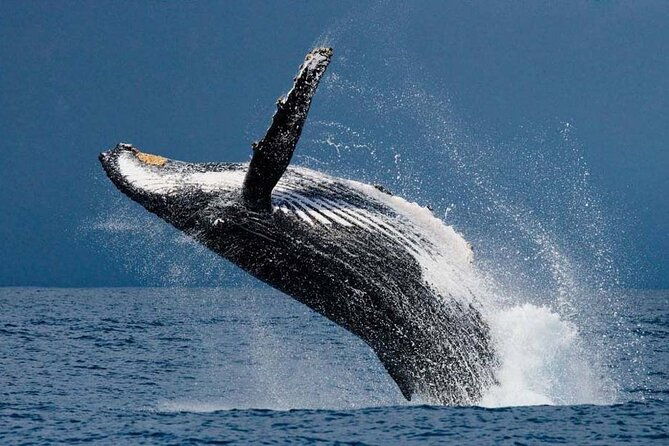 1-5-hour-whale-watching-cruise-with-transportation