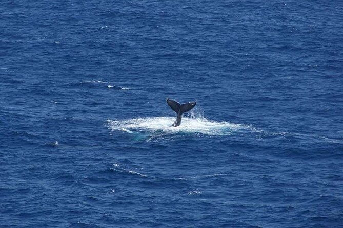 1-5-hour-whale-watching-cruise-with-transportation