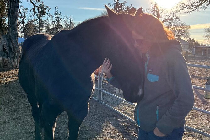 1-5-hours-private-meditations-with-the-horses-in-oregon
