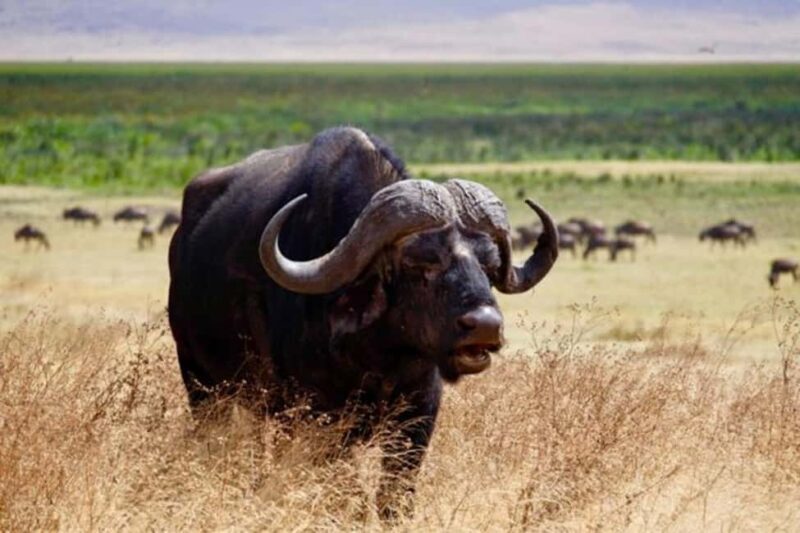 #1. Best 4-Day Safari Tanzania Safari-ISMANI TOURS $ SAFARIS - Key Points
