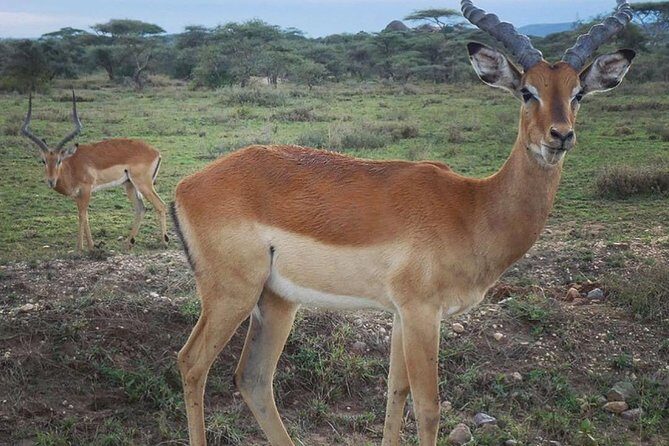 #1 Best Tanzania Safari Tarangire Day tour Adventure - What We Like About This Tour