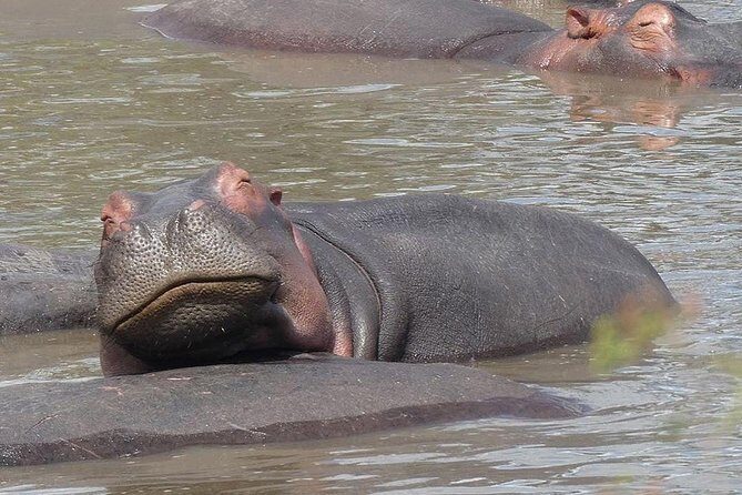 #1 Best Tanzania Safari Tarangire Day tour Adventure - Practical Details and Tips