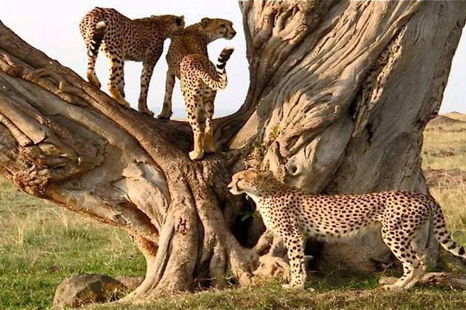 #1 Best Tanzania Safari Tarangire Day tour Adventure - The Sum Up