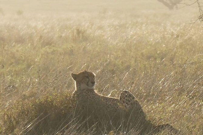 #1 Best Tanzania Safari Tarangire Day tour Adventure - FAQs