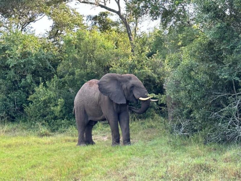 #1.Best Tarangire Day Trip Safari tour-ISMANI TOURS & SAFARI - An In-depth Look at the Tarangire Day Trip with Ismani Tours & Safaris