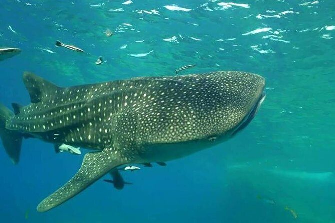 1-Day Adventure in Diving - What Makes This Tour Special?