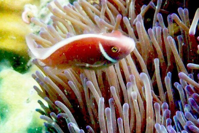 1-Day Adventure in Diving - What Could Be Considered?