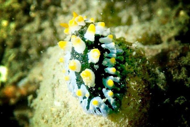 1-Day Adventure in Diving - The Value of This Experience