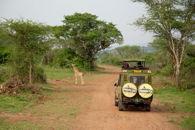 1 Day Akagera Game Drive Safari - Introduction