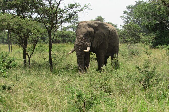 1 Day Akagera Game Drive Safari - Key Points