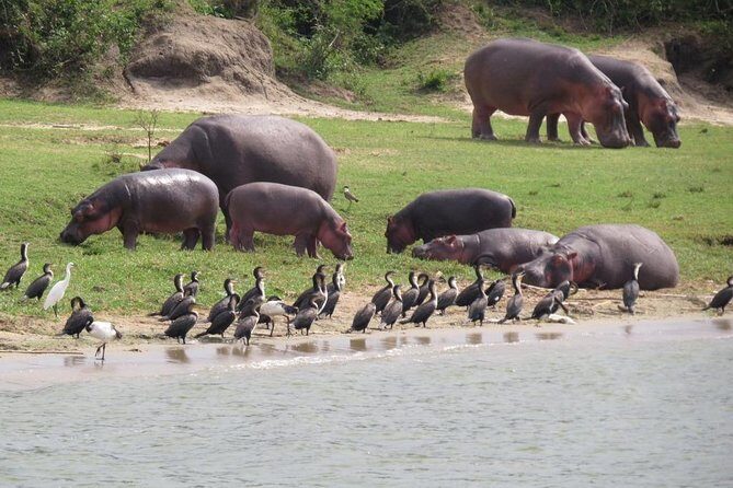 1 Day Akagera Game Drive Safari - Key Points