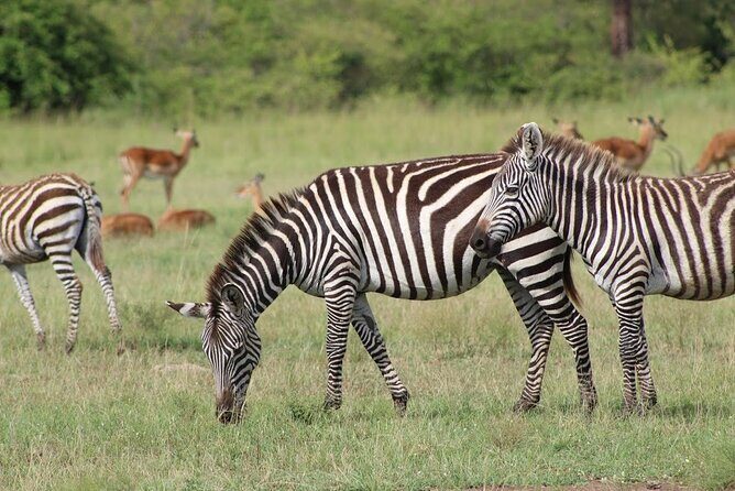 1 Day Akagera Game Drive Safari - An In-Depth Look at the 1 Day Akagera Safari