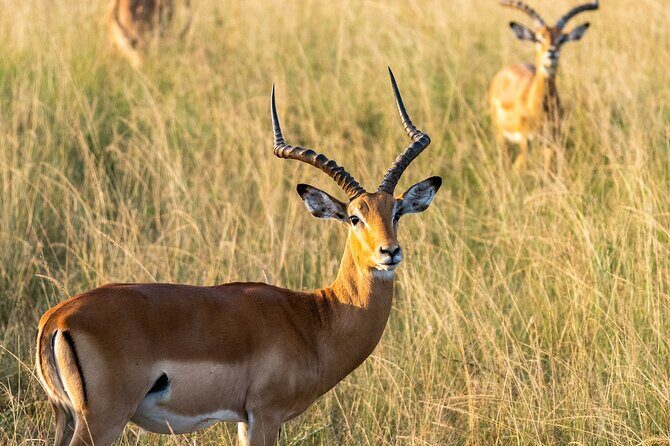 1-Day Akagera National Park Safari Experience - Key Points