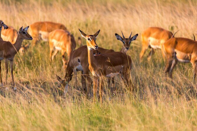 1-Day Akagera National Park Safari Experience - The Experience: An In-Depth Look at the Akagera Safari