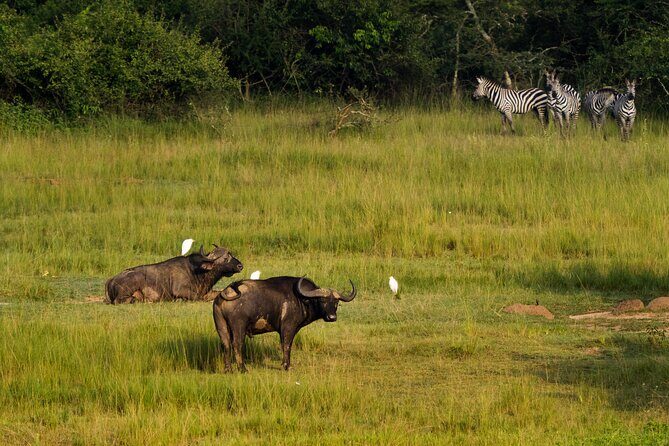1-Day Akagera National Park Safari Experience - FAQs
