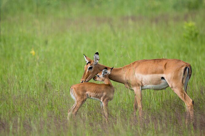 1-Day Akagera National Park Safari Experience - Final Thoughts