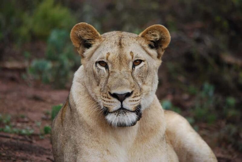 1 Day Akagera National Park Safari Package - An In-Depth Look at the 1 Day Akagera Safari