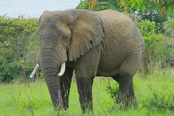 1 Day Akagera Wildlife Safari ( 2 Pax Min) - A Closer Look at the Akagera Safari Experience