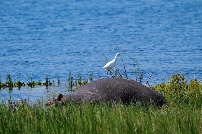 1 Day Akagera Wildlife Safaris Rwanda (2 Pax Min) - An In-Depth Look at the 1 Day Akagera Safari Experience