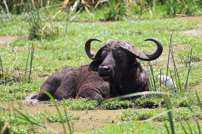 1 Day: Arusha National Park - Who Is This Tour Best For?