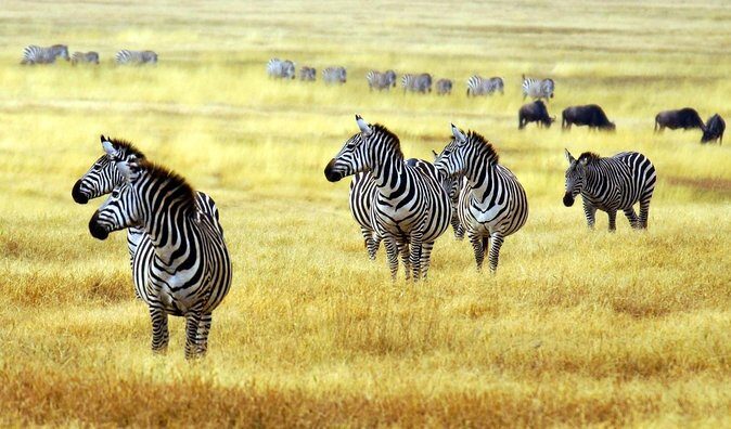 1 Day Arusha national park (Game drive and walking safari). - Key Points
