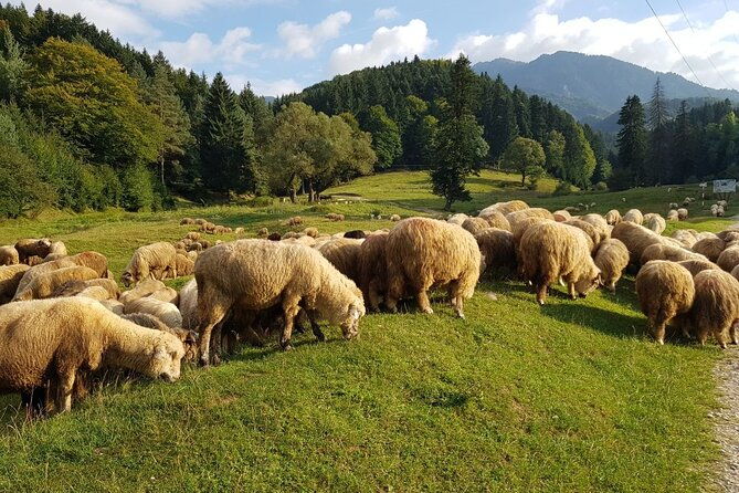 1-day-bucovina-painted-monasteries-tour-from-suceava-english