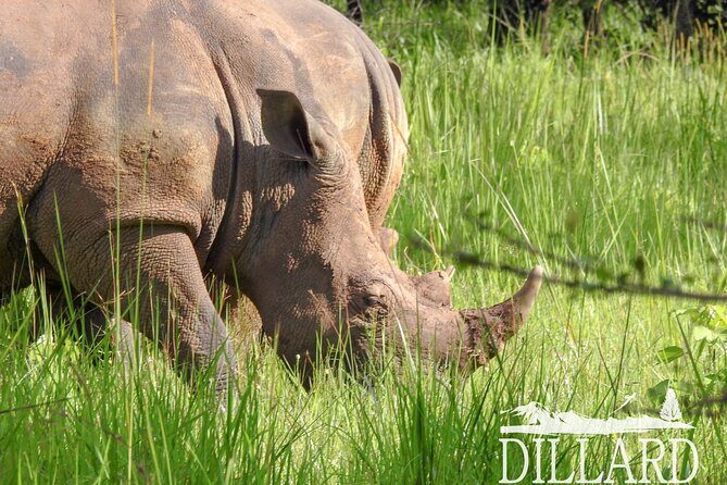 1 Day Budget Rhino Trekking at Ziwa Rhino Sanctuary - Why This Tour Stands Out