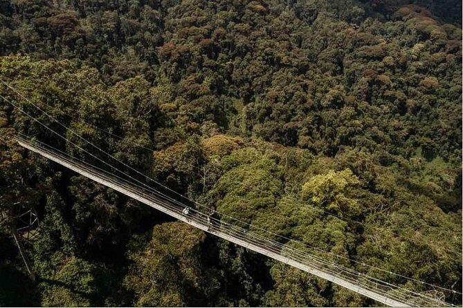 1 Day Canopy Walk Adventure in Nyungwe Forest National Park - Exploring the 1 Day Canopy Walk Adventure in Nyungwe Forest National Park