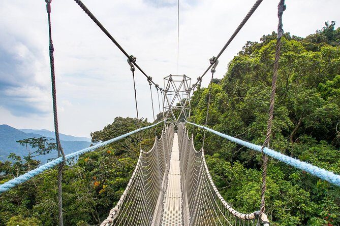 1 Day Canopy Walk Adventure in Nyungwe Forest National Park - Key Points