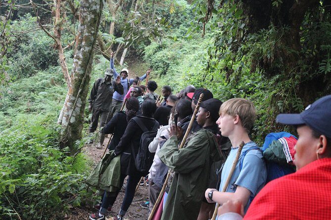 1 Day Canopy walk way in Nyungwe Natioinal park - The Sum Up