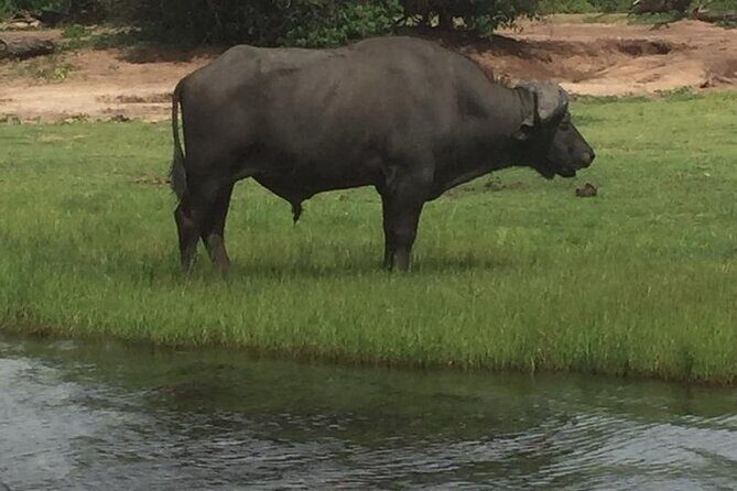 1 Day Chobe National Park Safari Experience - 1 Day Chobe National Park Safari Experience: A Complete Review