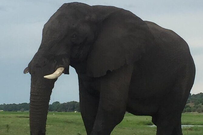 1 Day Chobe National Park Safari Experience - Transportation and Timing