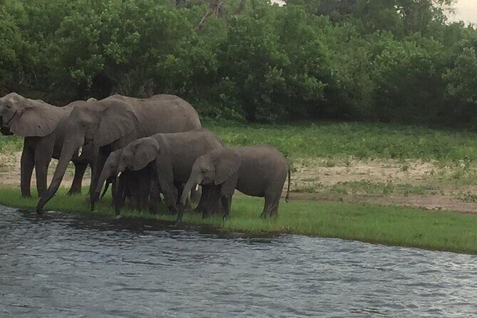 1 Day Chobe National Park Safari Experience - Final Thoughts: Is This Tour Worth It?